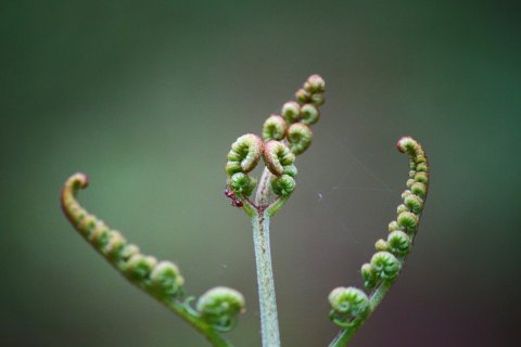 bregne fern brecon
